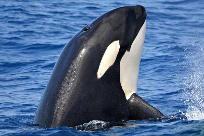 Bremer Bay Orca Experience - Key points to know before booking