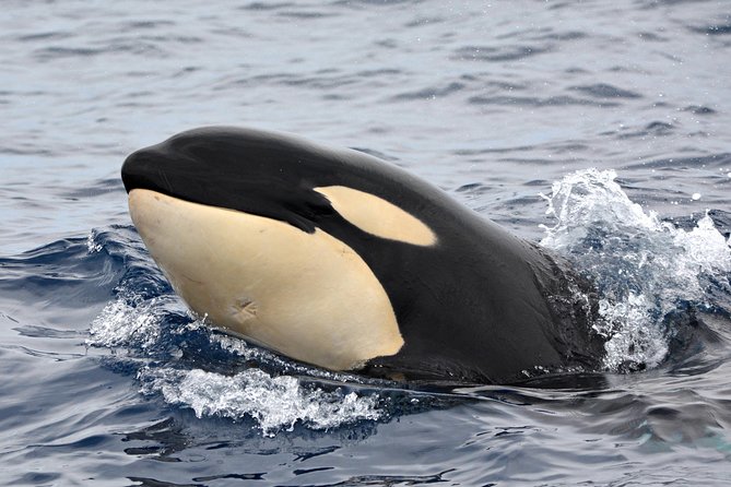 Bremer Bay Orca Experience - Why Bremer Bay is an important orca-watching base