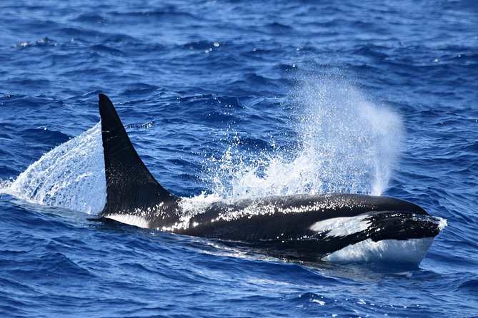 Bremer Bay Orca Experience - The run to the Bremer Canyon