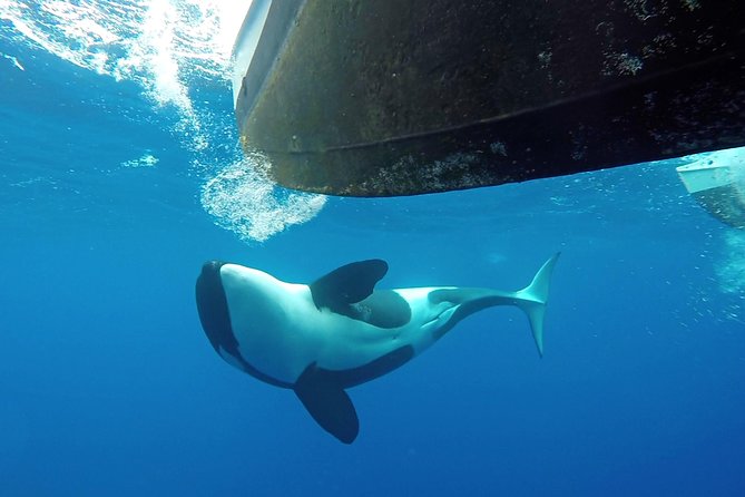 Bremer Bay Orca Experience - Food, drinks, and the rhythm of an eight-hour day