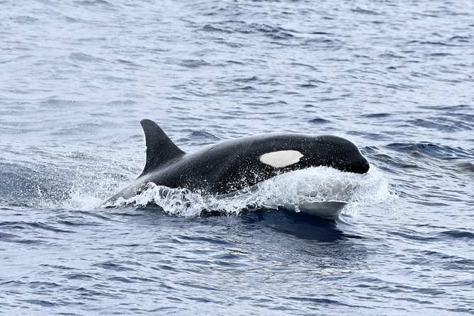 Bremer Bay Orca Experience - Leaving Bremer Bay at 8:00 am