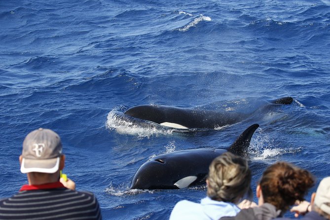 Bremer Canyon Killer Whale (Orca) Expedition - Why Bremer Canyon Is Worth the Long Boat Ride