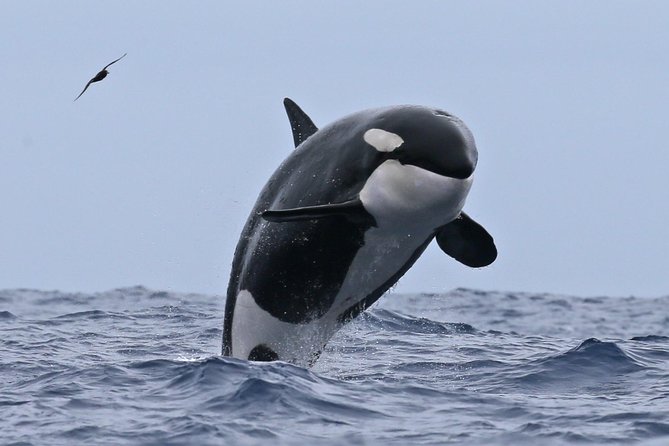 Bremer Canyon Killer Whale (Orca) Expedition - Starting at Bremer Bay Boat Harbour at 7:45 am