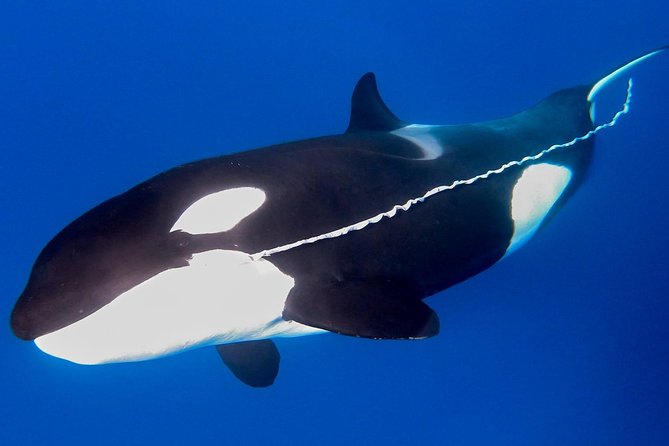 Bremer Canyon Killer Whale (Orca) Expedition - Wildlife Beyond the Orcas