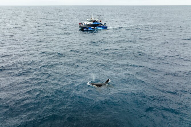 Bremer Canyon Killer Whale (Orca) Expedition - Food, Comfort, and Life on a Long Day at Sea