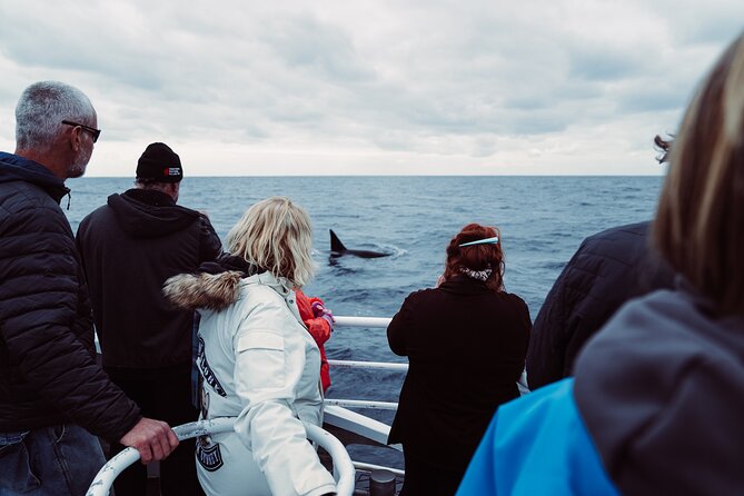 Bremer Canyon Killer Whale (Orca) Expedition - What the $286.18 Price Really Buys You