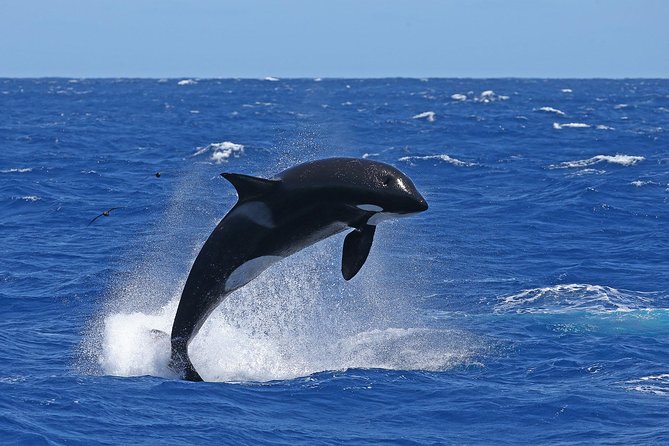 Bremer Canyon Killer Whale (Orca) Expedition - Rough Water, Wild Animals, and Other Trade-Offs