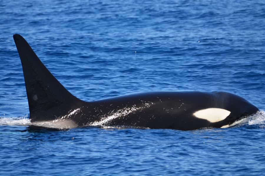 Bremer Canyon Orca Experience from Bremer Bay - Key points before you book