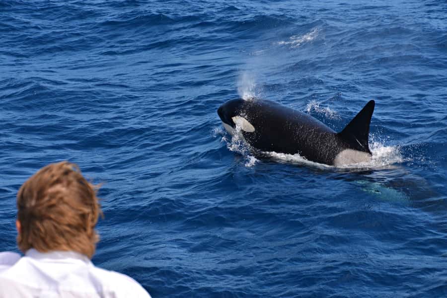 Bremer Canyon Orca Experience from Bremer Bay - Reaching the Bremer Canyon from Bremer Bay