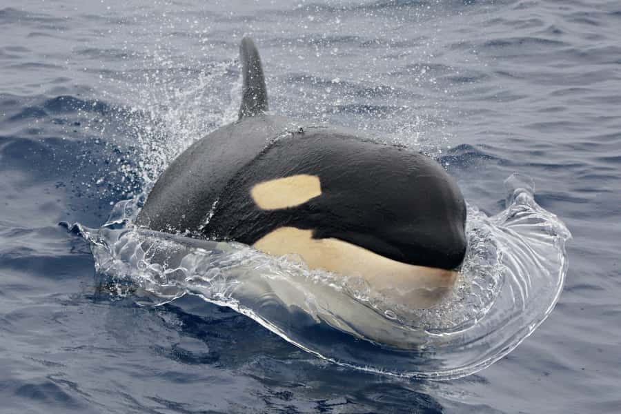 Bremer Canyon Orca Experience from Bremer Bay - A closer look at the day aboard the cruiser