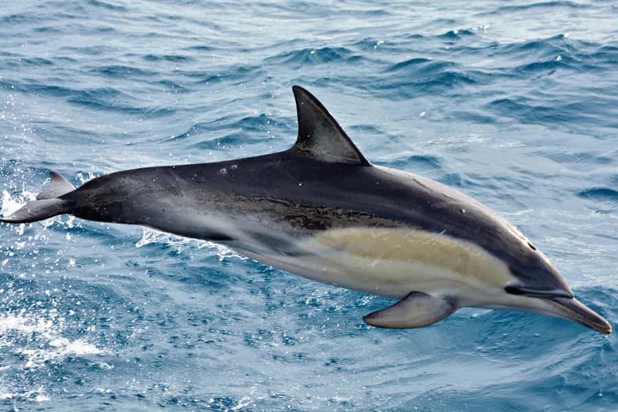 Bremer Canyon Orca Experience from Bremer Bay - Food, drinks, and the small comforts that matter