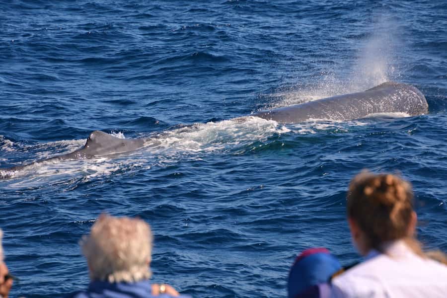 Bremer Canyon Orca Experience from Bremer Bay - What the $282 price really covers