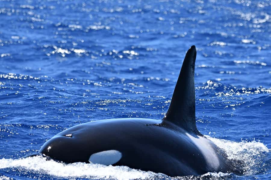 Bremer Canyon Orca Experience from Bremer Bay - Seasickness, seating, and comfort