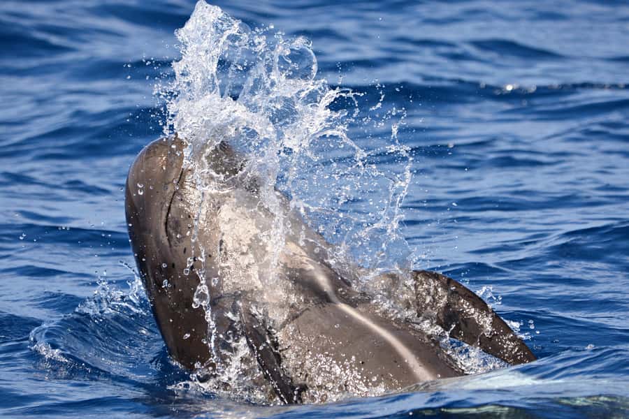 Bremer Canyon Orca Experience from Bremer Bay - Who will get the most from this experience
