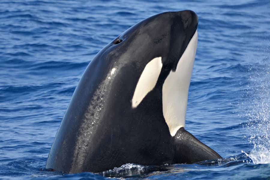 Bremer Canyon Orca Experience from Bremer Bay - Watching orcas in a working marine reserve