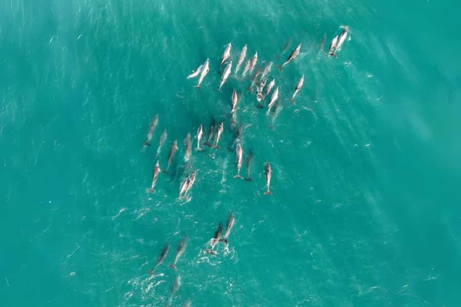 Brisbane to North Stradbroke Island Day: Wildlife & Beaches - Cylinder Beach is the day’s proper beach break