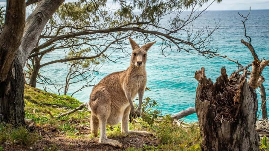 Brisbane to North Stradbroke Island Day: Wildlife & Beaches - Who will enjoy it most?