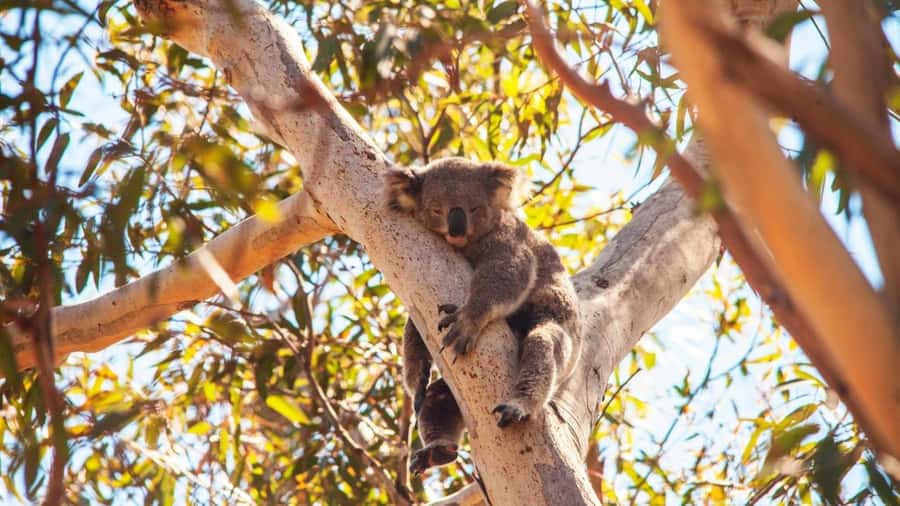 Brisbane to North Stradbroke Island Day: Wildlife & Beaches - Walking the North Gorge with kangaroos below