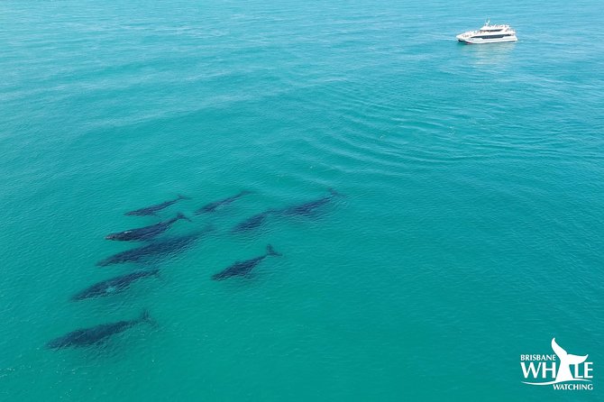 Brisbane Whale Watching Cruise from Redcliffe or Sunshine Coast - Why Moreton Bay is a fine place to watch whales