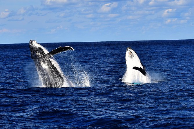 Brisbane Whale Watching Cruise from Redcliffe or Sunshine Coast - The five-hour route through Moreton Bay
