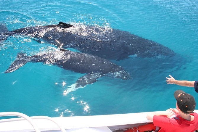 Brisbane Whale Watching Cruise from Redcliffe or Sunshine Coast - What the whale encounters can look like