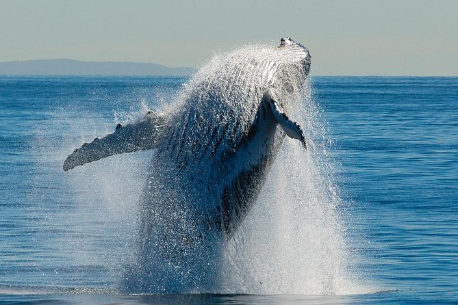 Brisbane Whale Watching Cruise from Redcliffe or Sunshine Coast - Lunch, drinks, and the practical comfort factor