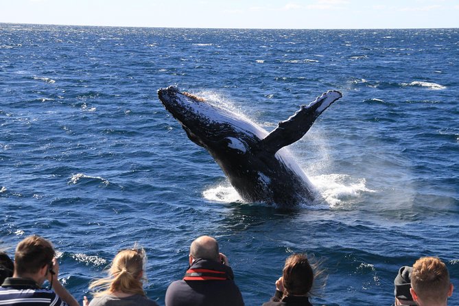 Brisbane Whale Watching Cruise from Redcliffe or Sunshine Coast - Price and value at $114.76