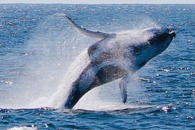 Brisbane Whale Watching Cruise from Redcliffe or Sunshine Coast - Booking, cancellation, and small details