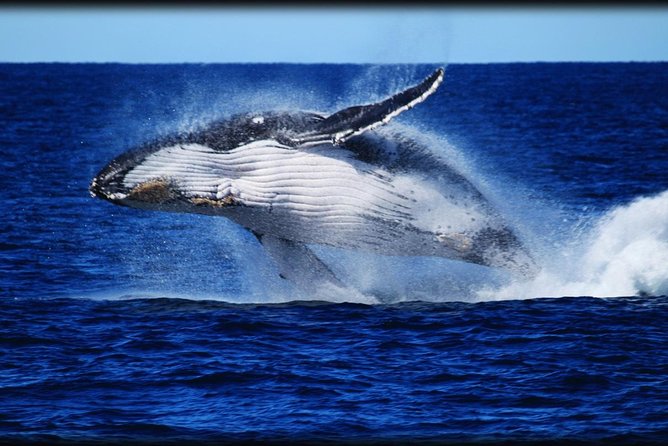 Brisbane Whale Watching Cruise from Redcliffe or Sunshine Coast - Starting at Redcliffe and boarding Eye Spy