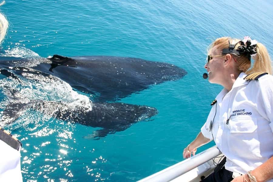 Brisbane: Whale Watching Cruise with Lunch - Key points to know before boarding