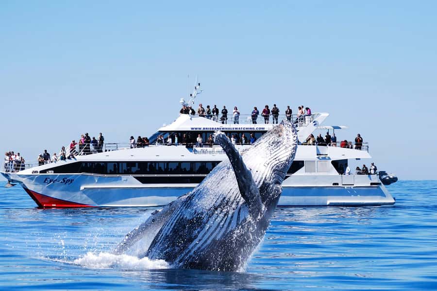 Brisbane: Whale Watching Cruise with Lunch - Setting out from the Redcliffe Peninsula