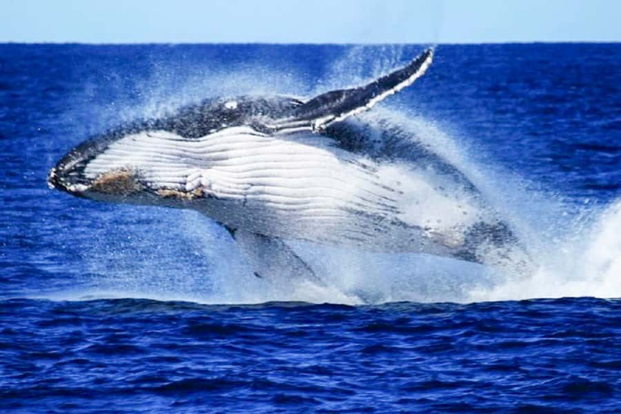 Brisbane: Whale Watching Cruise with Lunch - Watching humpbacks in Moreton Bay