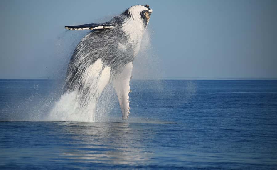 Broome Sunset & Whale Watching Cruise - Watching humpback whales in open water