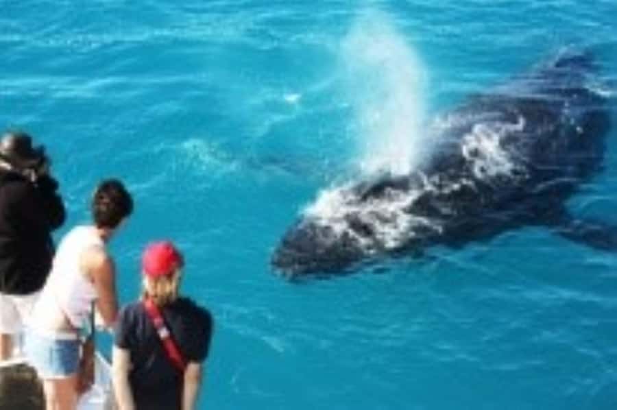 Broome: Whale Watching & Sunset Cruise - A Broome whale cruise built around the afternoon
