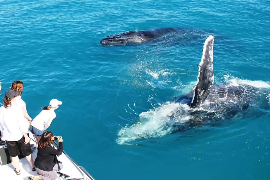 Broome: Whale Watching & Sunset Cruise - Pickup and boarding from Broome