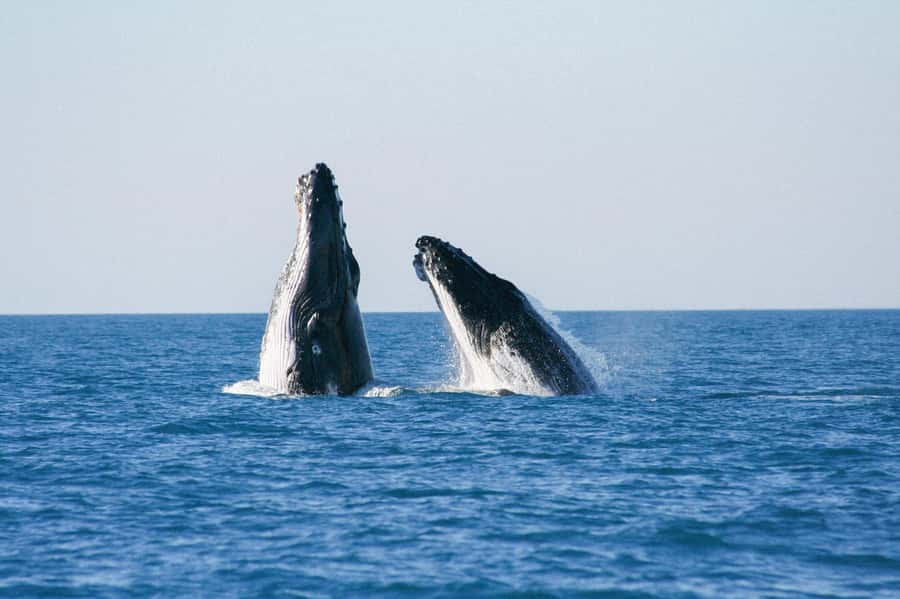 Broome: Whale Watching & Sunset Cruise - The boom net swim gives the cruise a change of pace