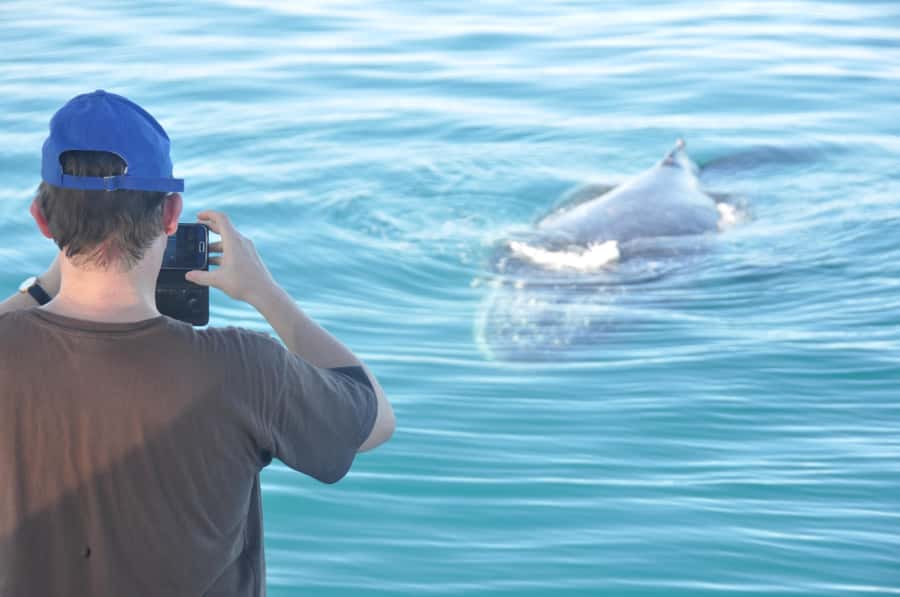 Broome: Whale Watching & Sunset Cruise - Three hours looking for humpback whales