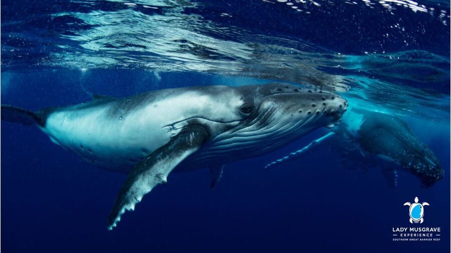 Bundaberg: Whale Watching Sightseeing Cruise with Lunch - Following Bundaberg’s humpback highway