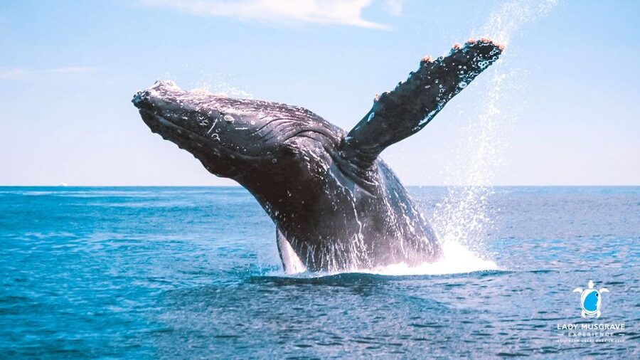 Bundaberg: Whale Watching Sightseeing Cruise with Lunch - Commentary that adds meaning to the sightings