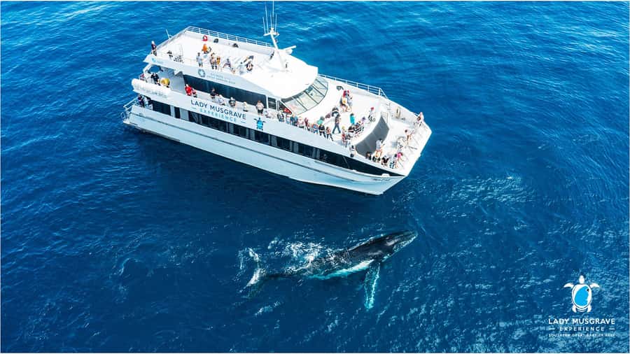 Bundaberg: Whale Watching Sightseeing Cruise with Lunch - Finding the best view on the boat