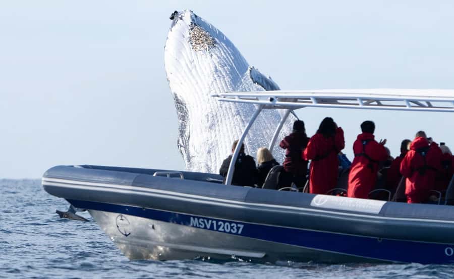 Byron Bay: Whale Watching Cruise with a Marine Biologist - Timing, weather, and the whale guarantee