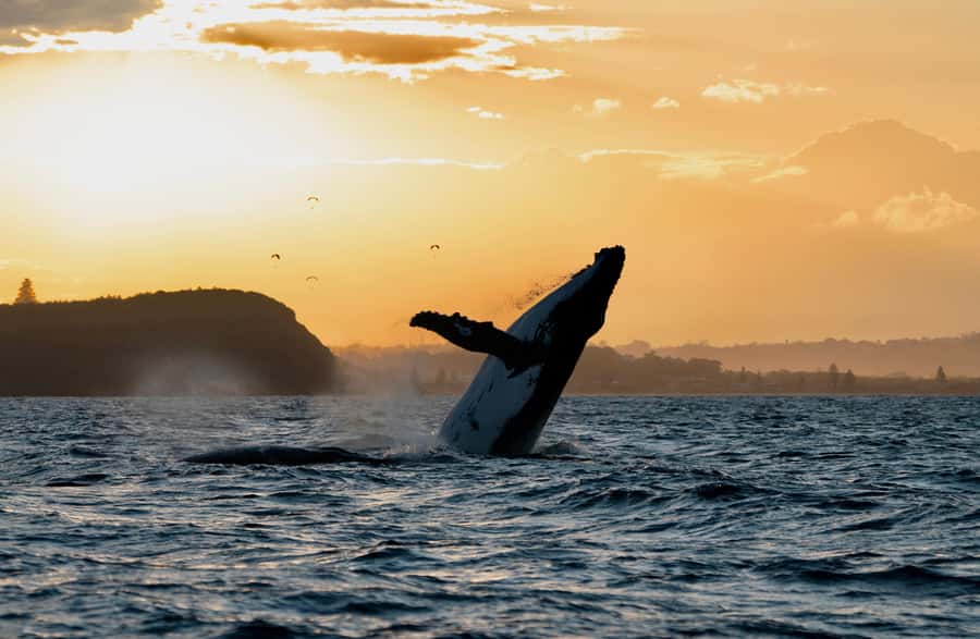 Byron Bay: Whale Watching Cruise with a Marine Biologist - From Ballina’s river to the whale highway