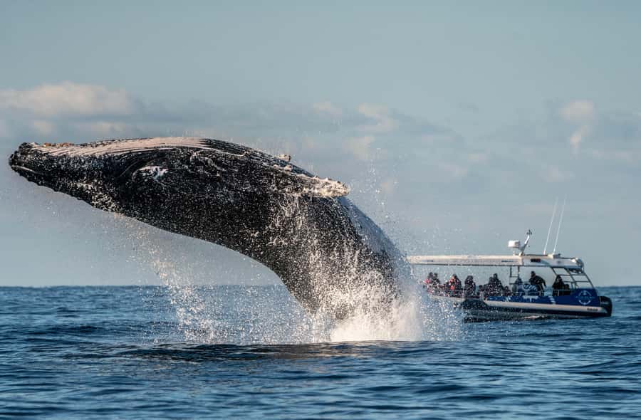 Byron Bay: Whale Watching Cruise with a Marine Biologist - The whale search in Cape Byron Marine Park