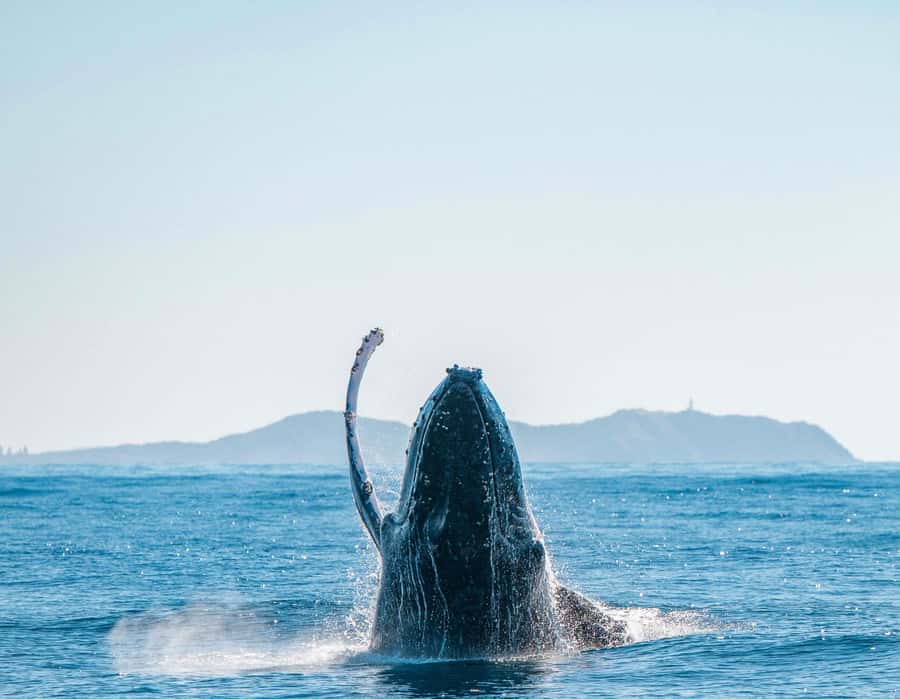 Byron Bay: Whale Watching Cruise with a Marine Biologist - A boat designed for viewing, not just transport