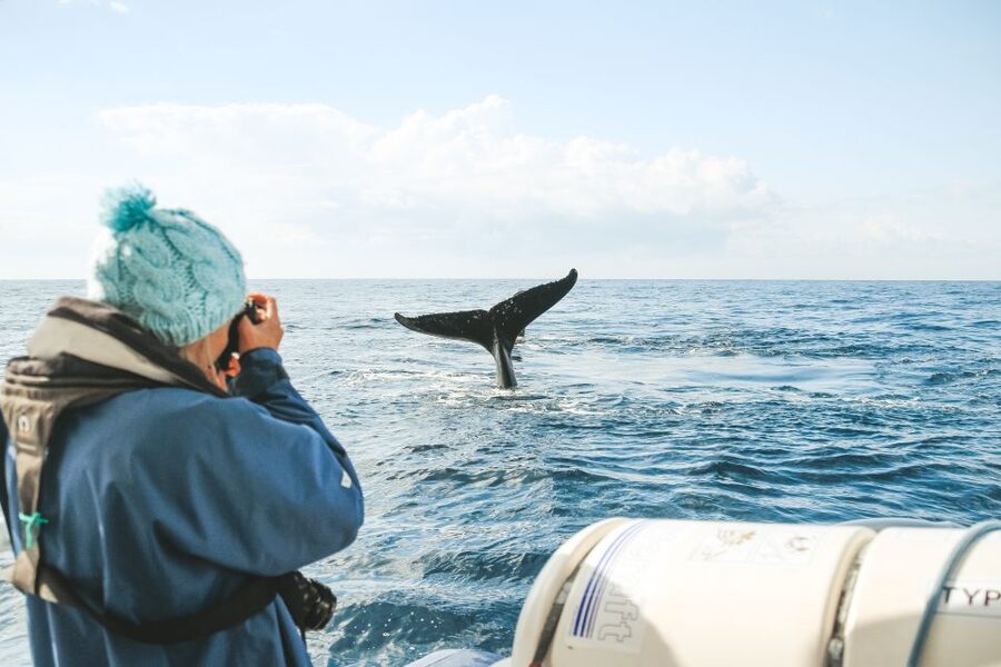 Byron Bay: Whale Watching Cruise with a Marine Biologist - What the coastline adds to the outing