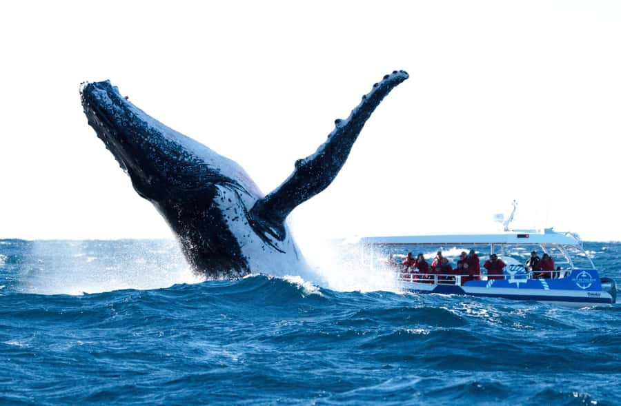 Byron Bay: Whale Watching Cruise with a Marine Biologist - Is the AU$91 price good value?