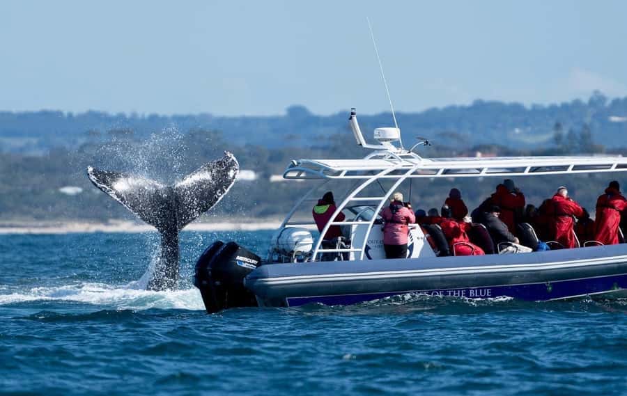 Byron Bay: Whale Watching Cruise with a Marine Biologist - Who will enjoy this cruise most?