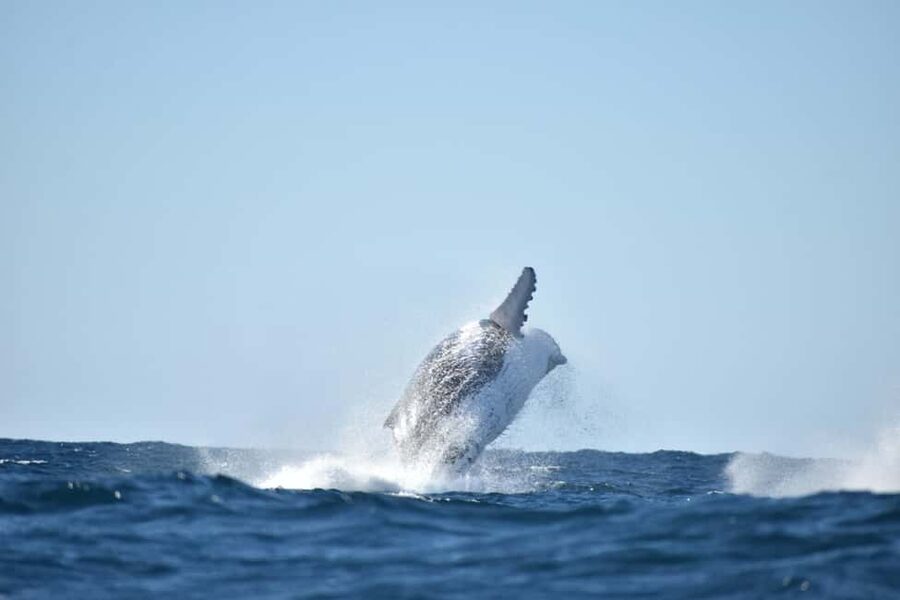 Byron Bay: Whale Watching Tour - Key points at a glance
