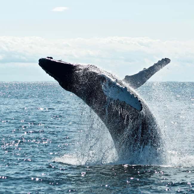 Byron Bay: Whale Watching Tour - Meeting in town and heading to The Pass
