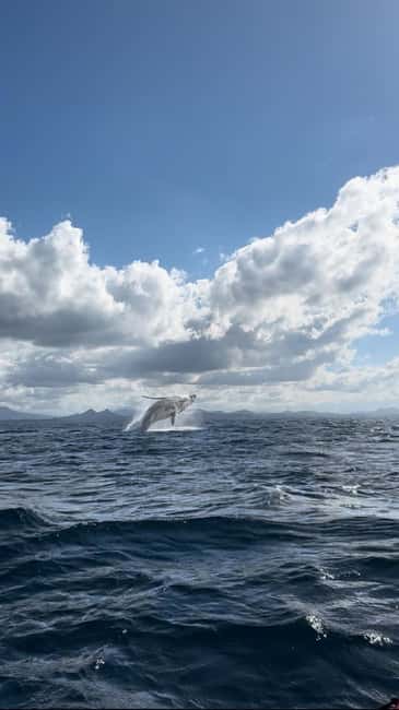 Byron Bay: Whale Watching Tour - What the 360-degree vessel means in practice